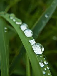 Gentle as the Dew