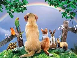 He Cares for the Animals