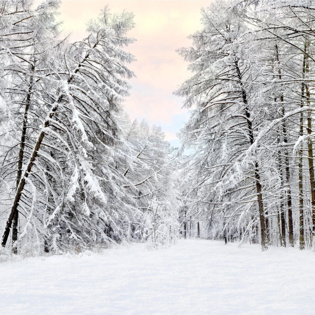 Beauty Will Come Again