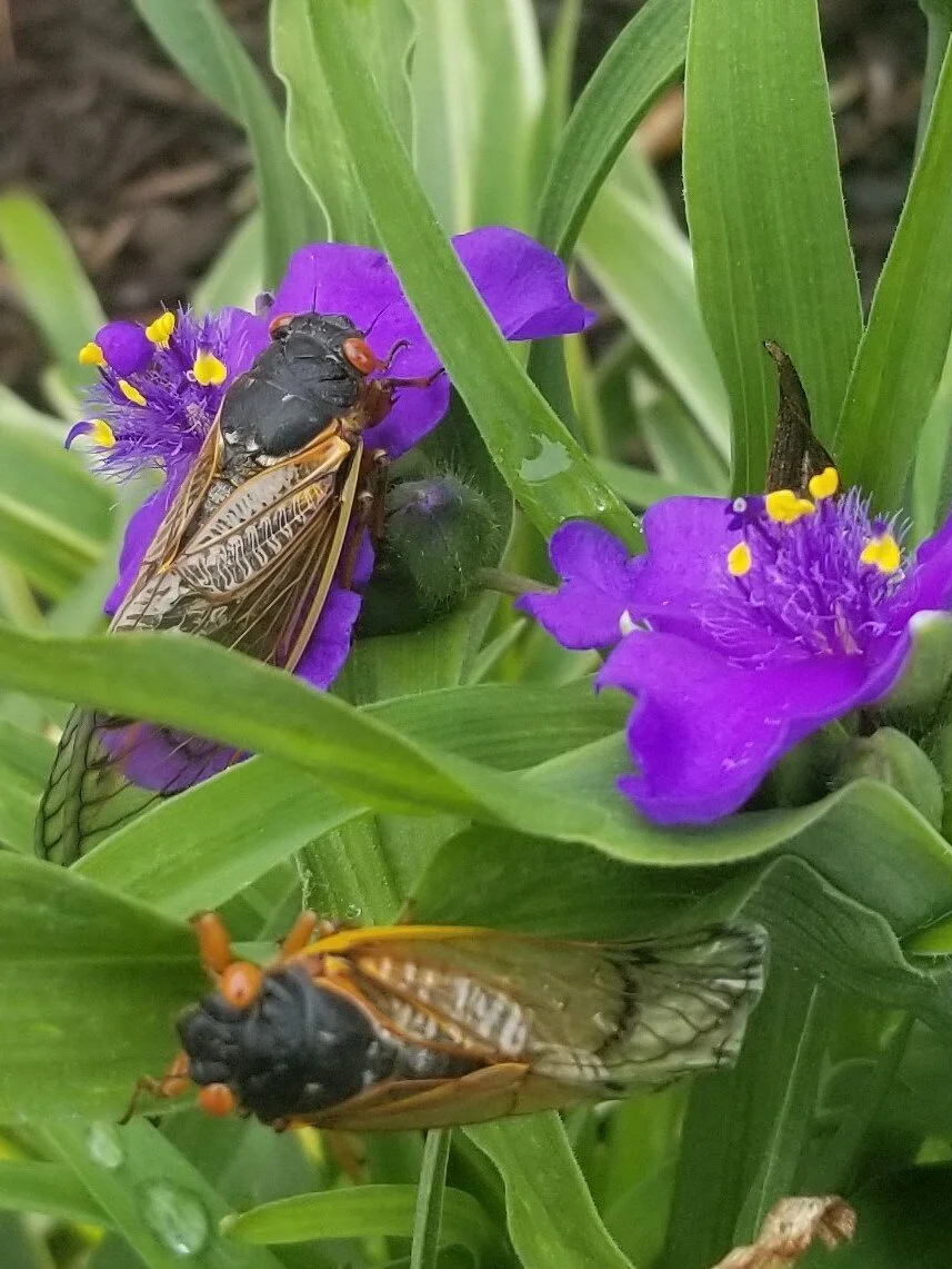 A Lesson from the Cicada