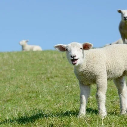 Can You Hear the Sound of Sheep?