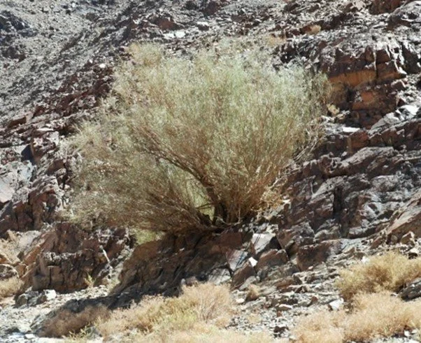 The Desert Experience: Shade in the Desert