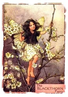 blackthorn_fairy_cmbaker_small.jpg
