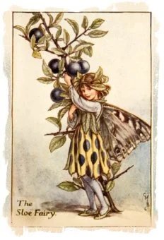 blackthorn_sloe_fairy_cmbaker_small.jpg