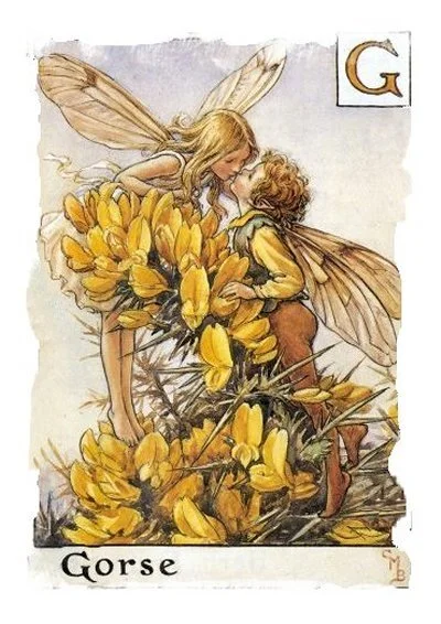 gorse fairy.jpg