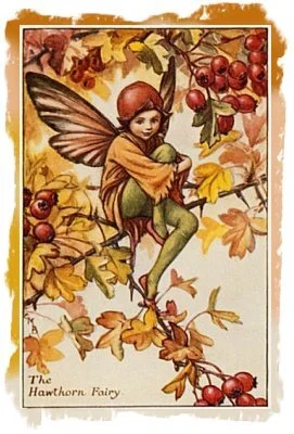 hawthorn_fairy_cmbaker_small.jpg