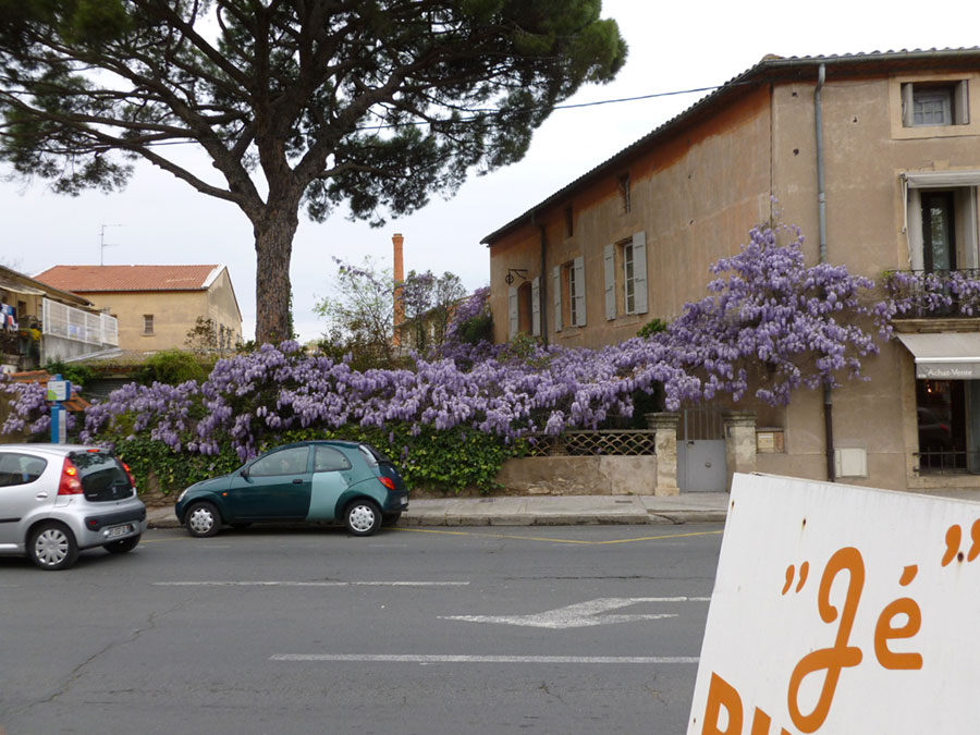 On "antique dealers" row, a mature wisteria offers its explosive display