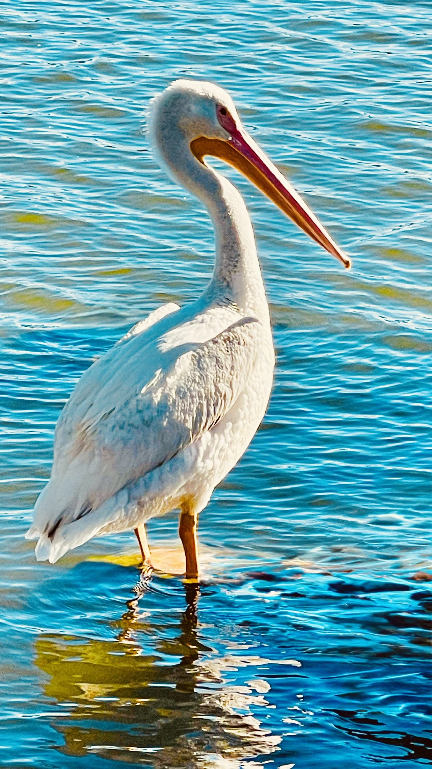 Intermediate Watercolor: White Pelican, Colorful Shadow