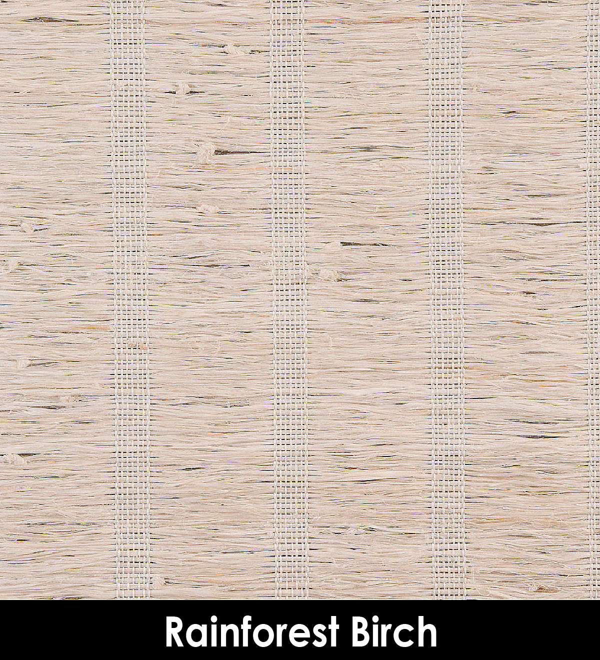 Rainforest_Birch.jpg