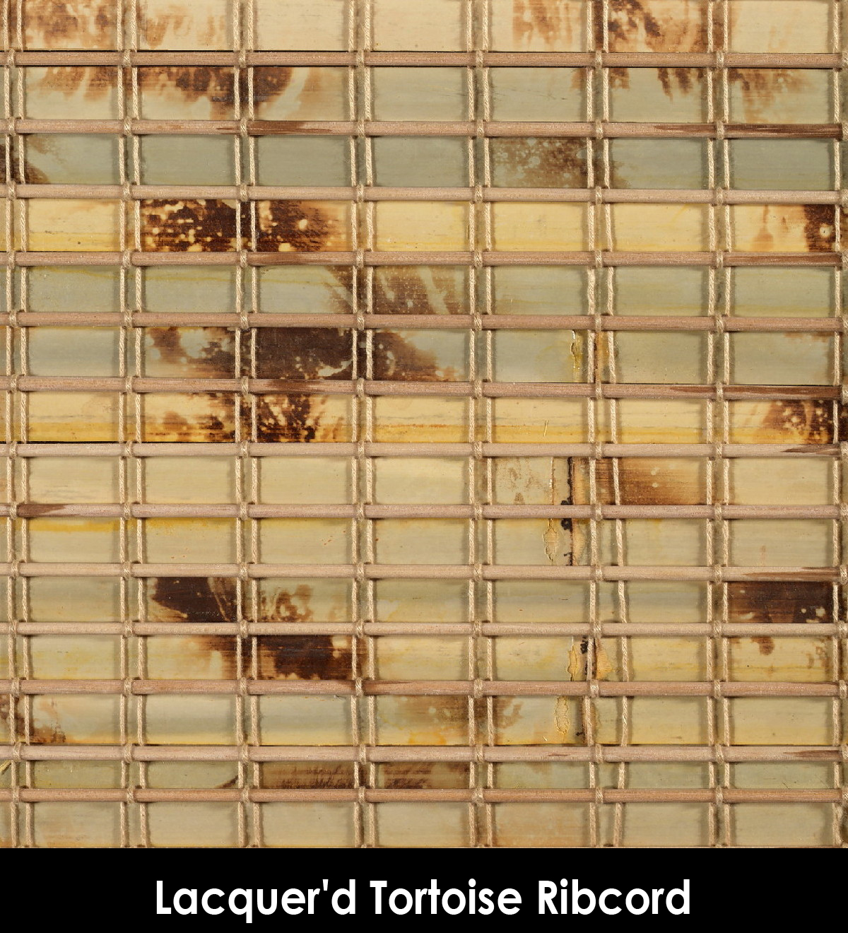 Lacquerd_Tortoise_Ribcord.jpg