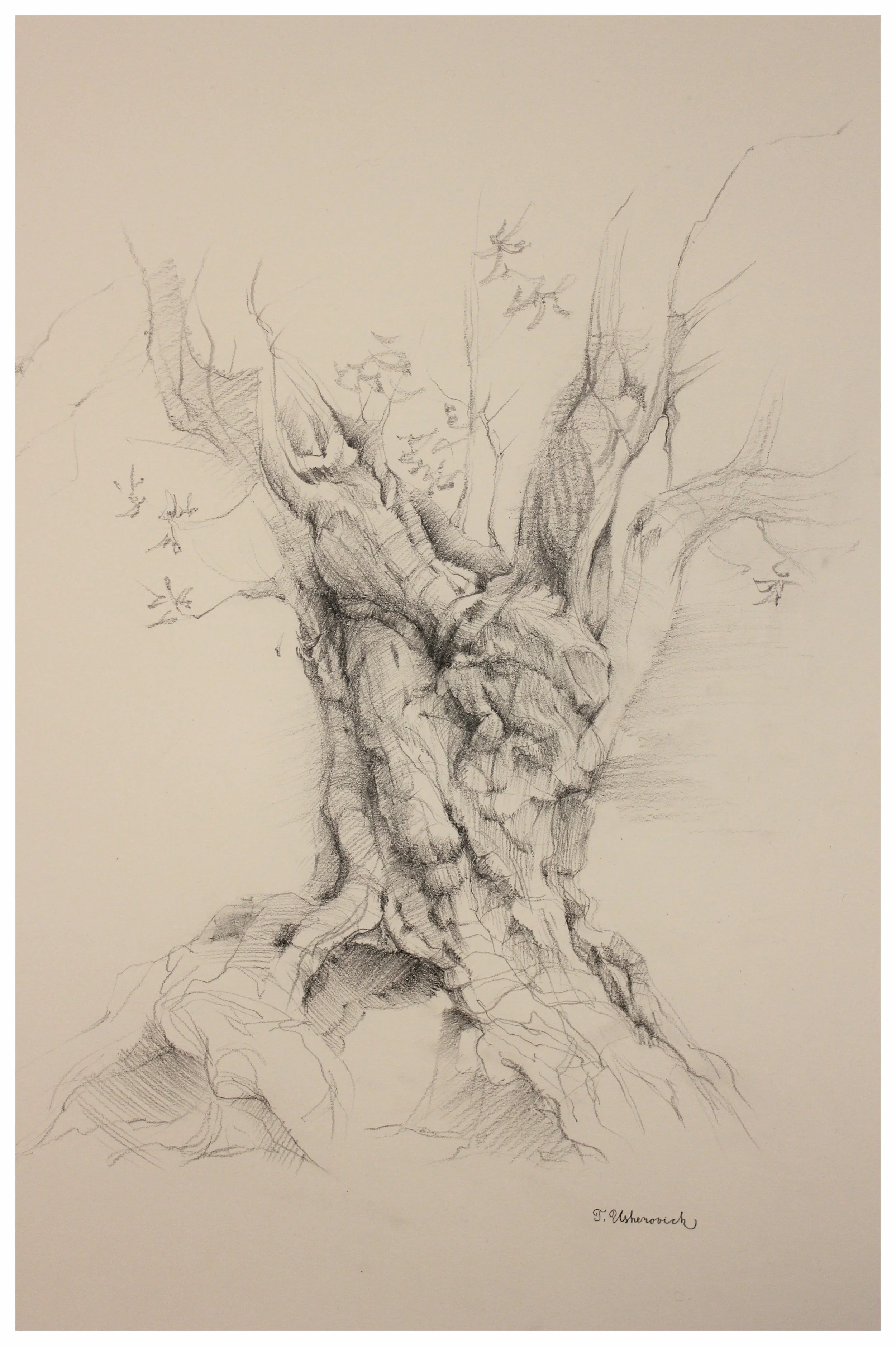 Olive Tree