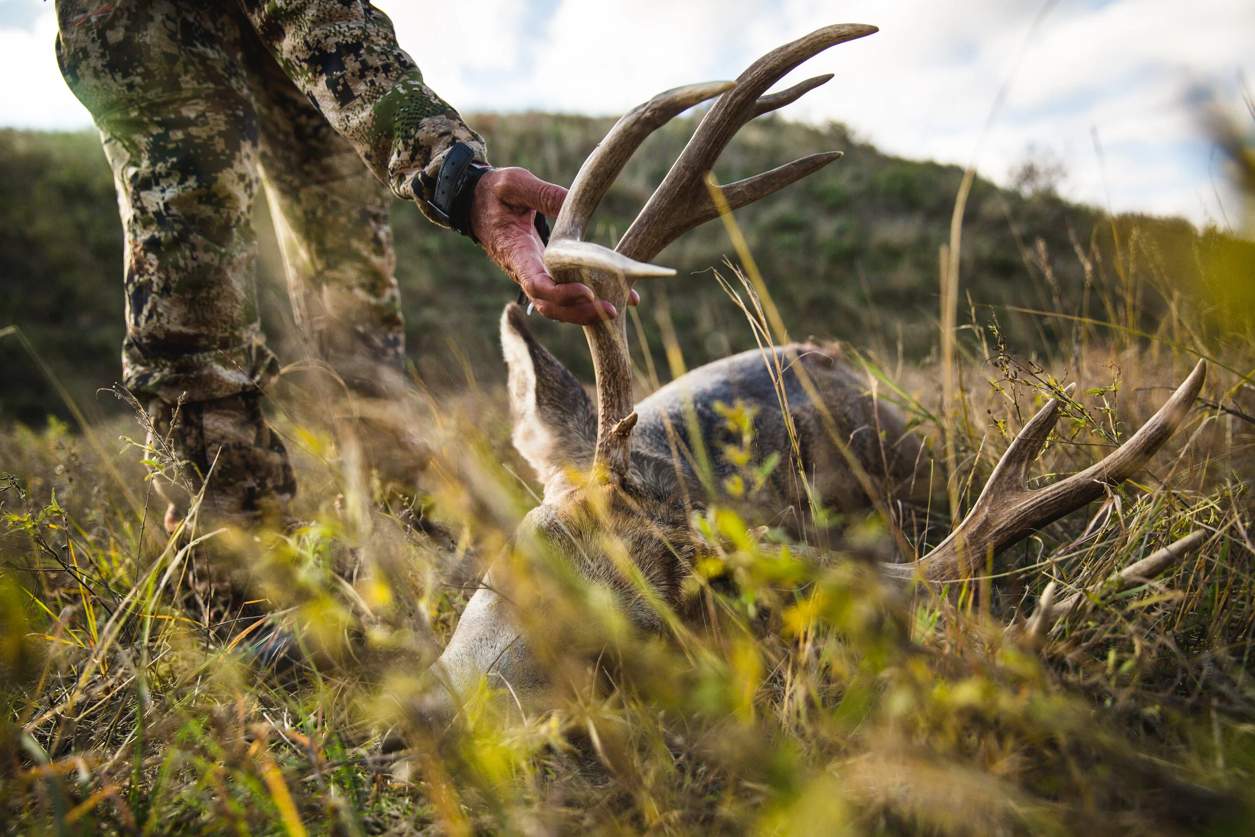 NE MULE DEER - 2017.jpg