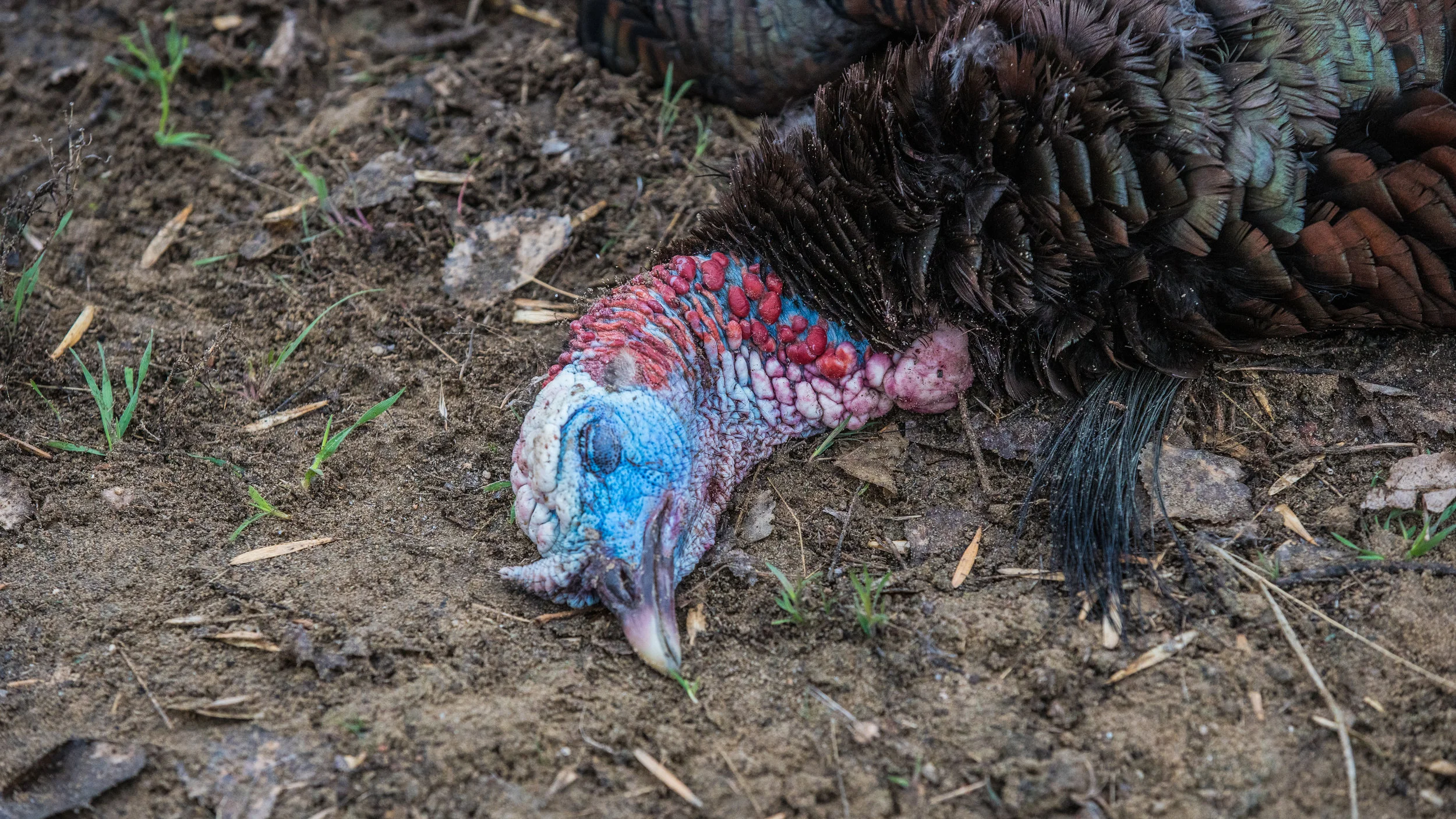 CO Turkey2019_Avery-07895.jpg