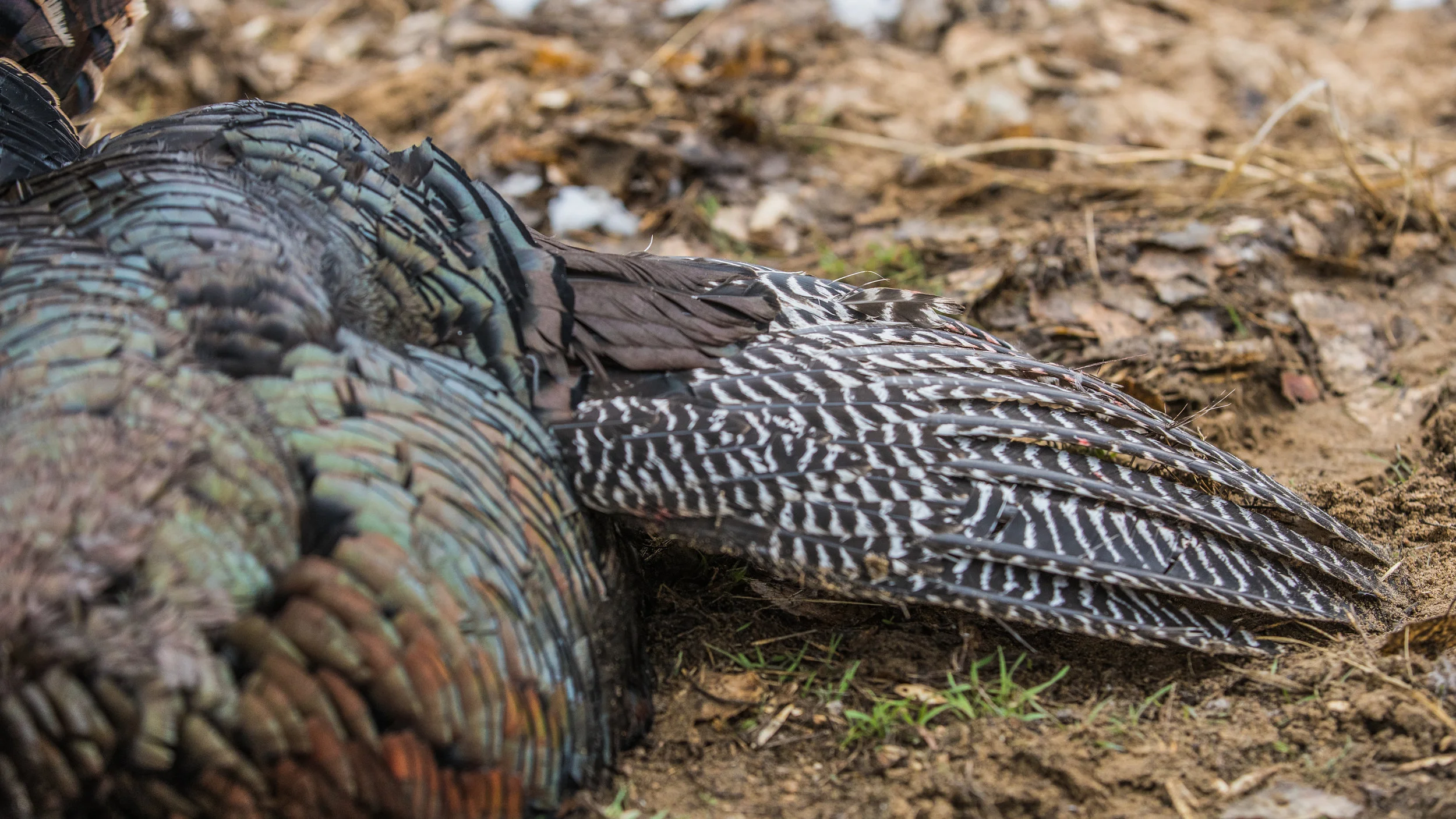 CO Turkey2019_Avery-07907.jpg