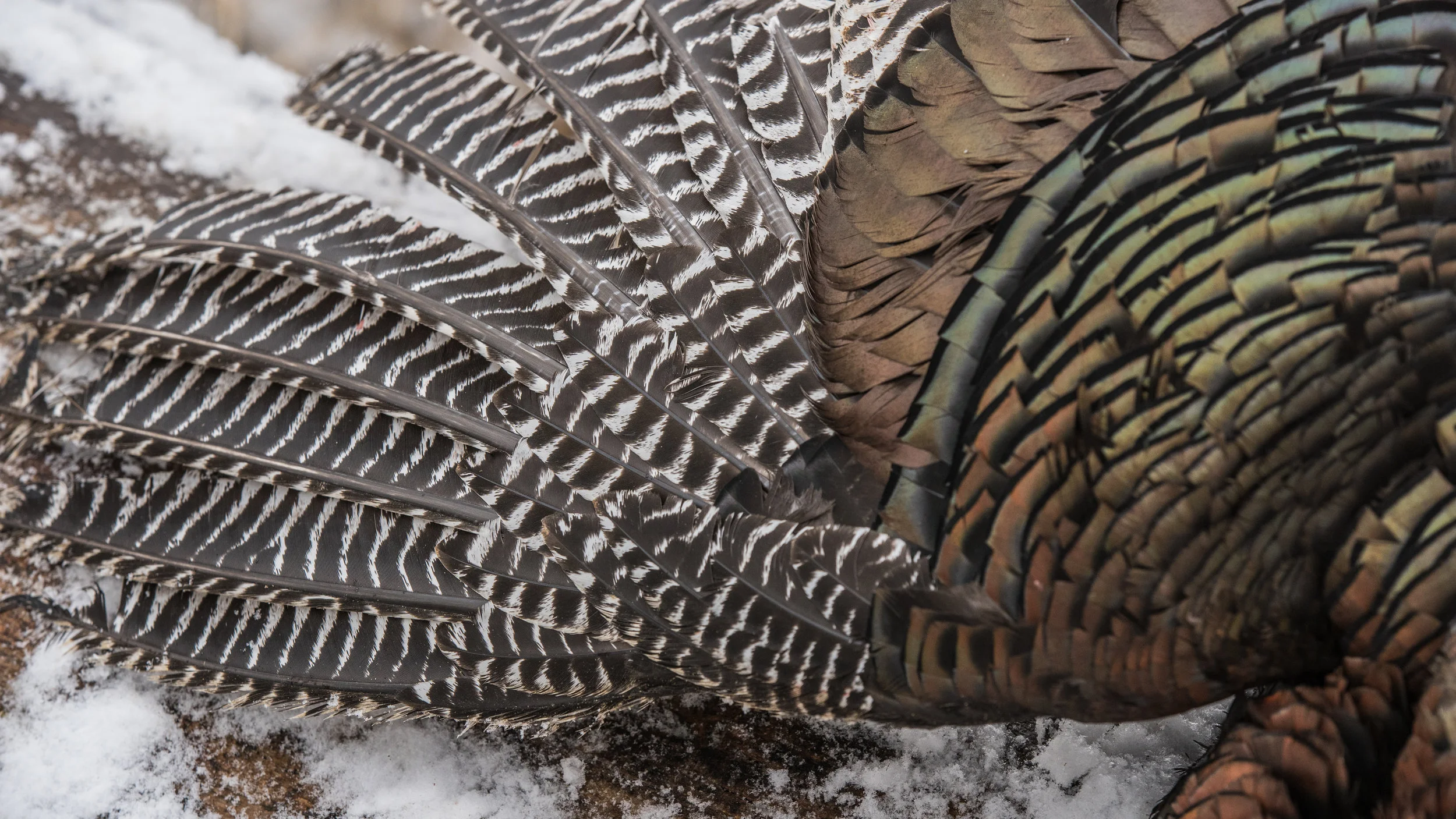 CO Turkey2019_Avery-08056.jpg