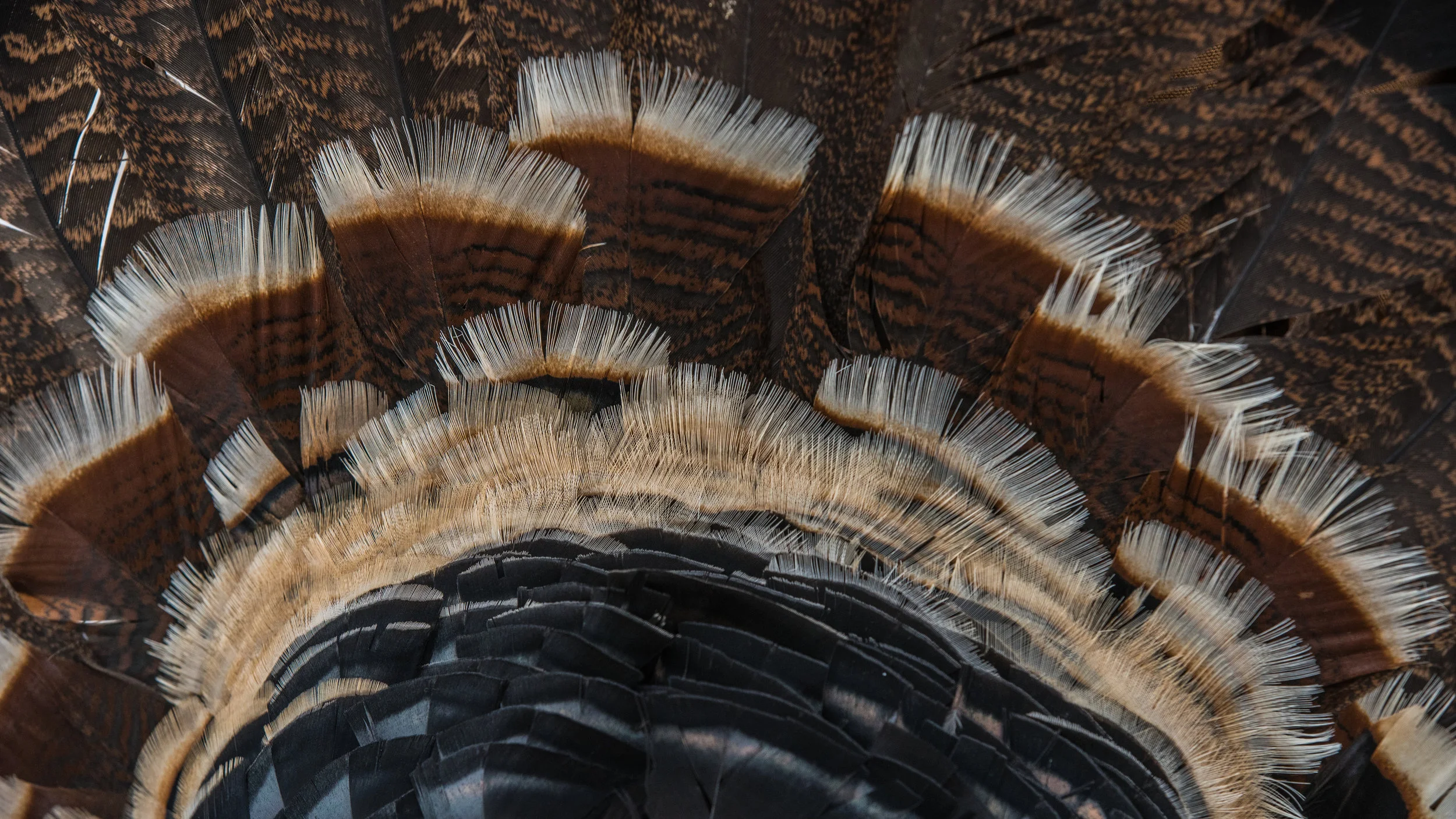 CO Turkey2019_Avery-08059.jpg