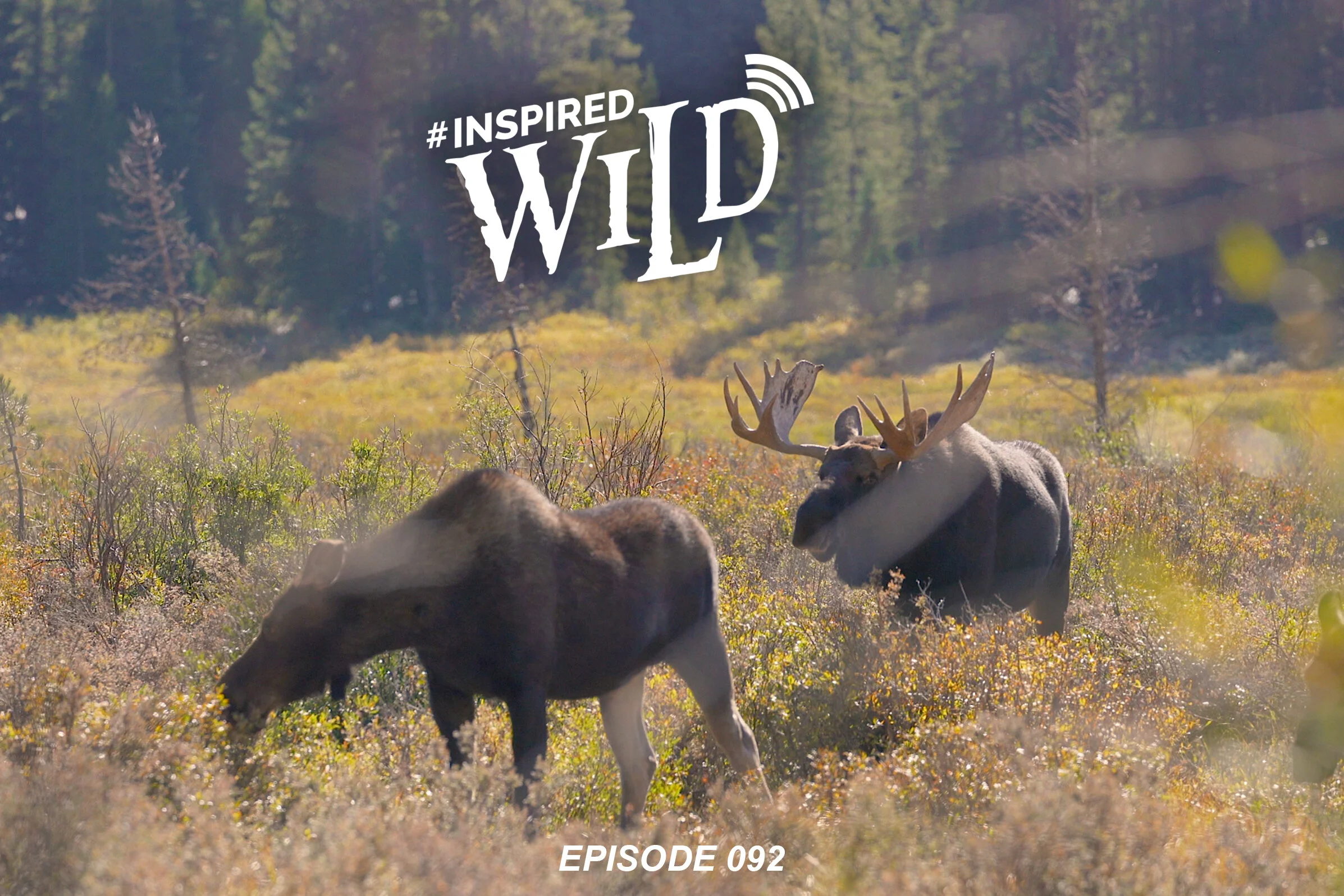 EP. 092 - Once in a Lifetime Colorado Moose Hunt