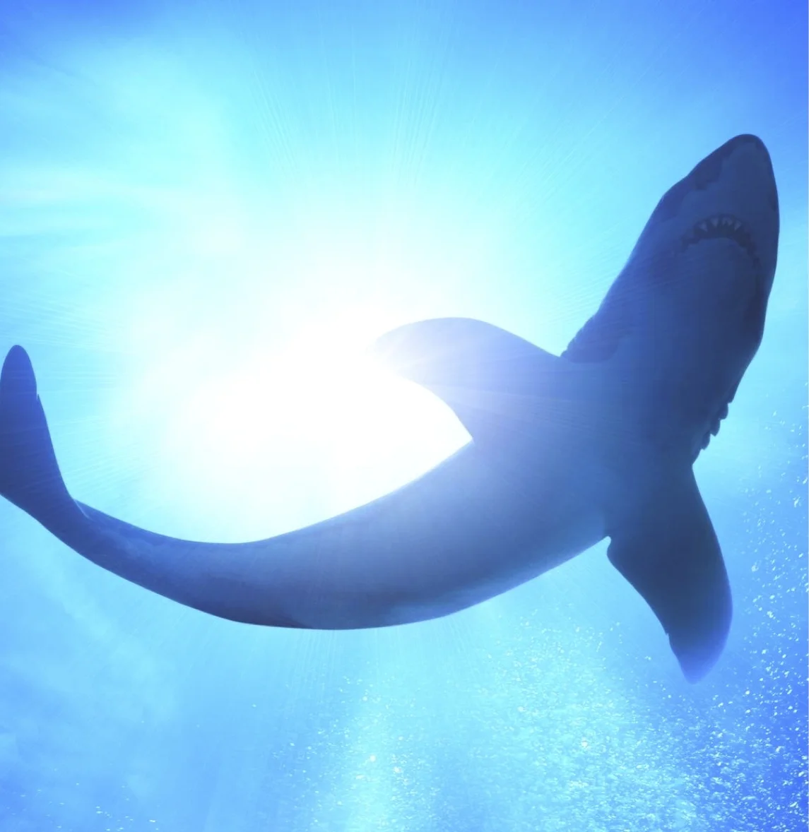 ELF Talent Tank: Swimming for Success
