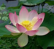 lotus.jpeg