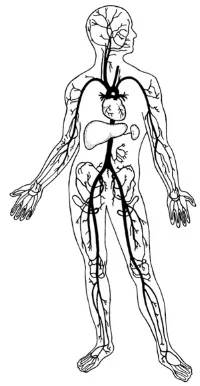 human-body-system.jpg