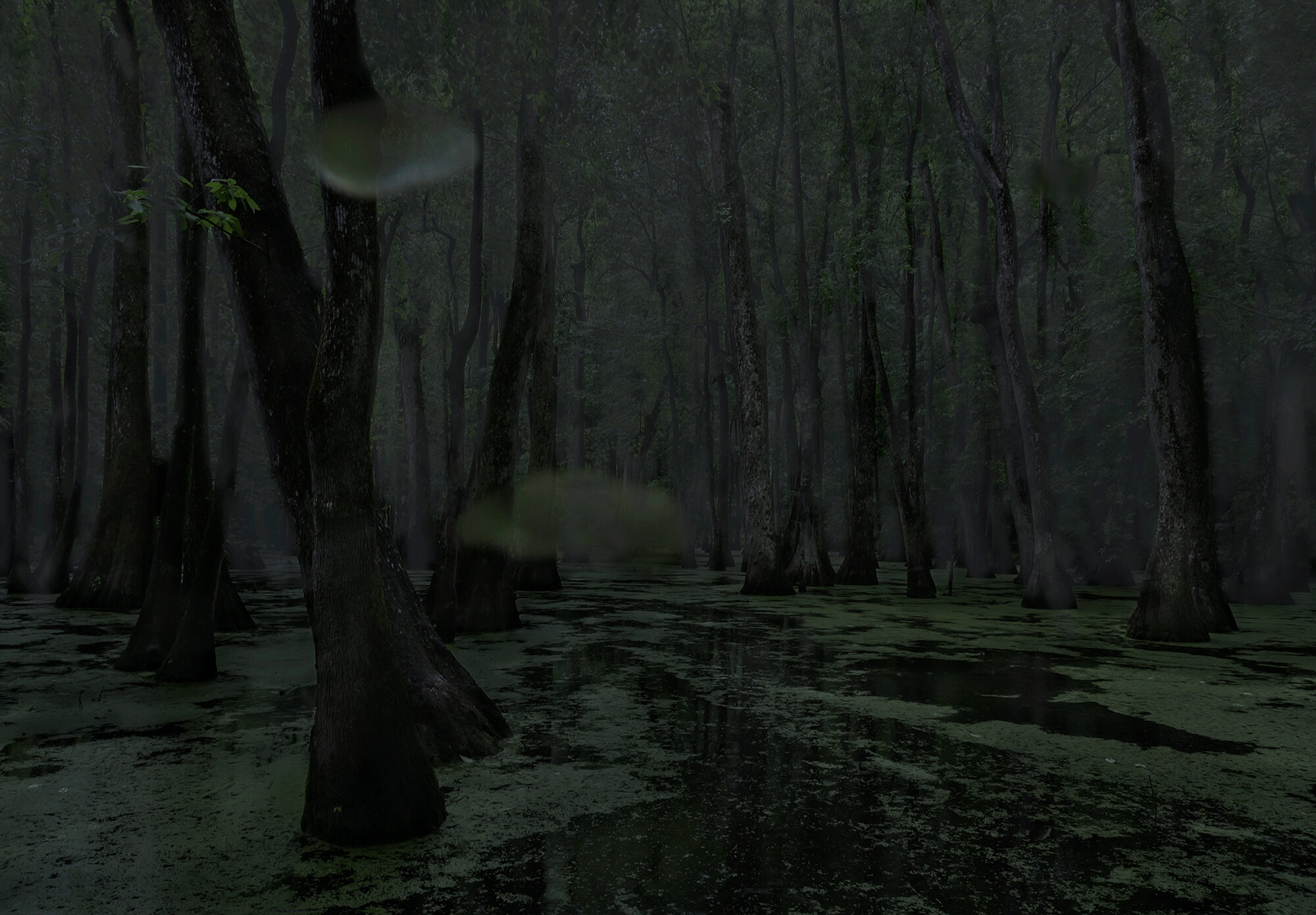 Cypress Swamp