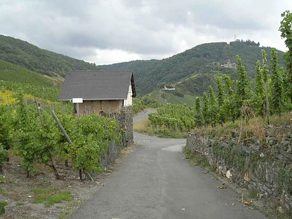 Amazing deal on one of our favorite sparkling wines!