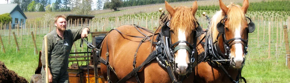 s-and-horses.jpg