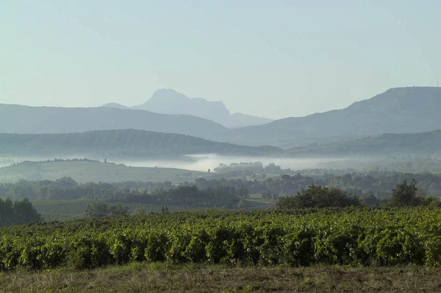 The vineyards at Antech
