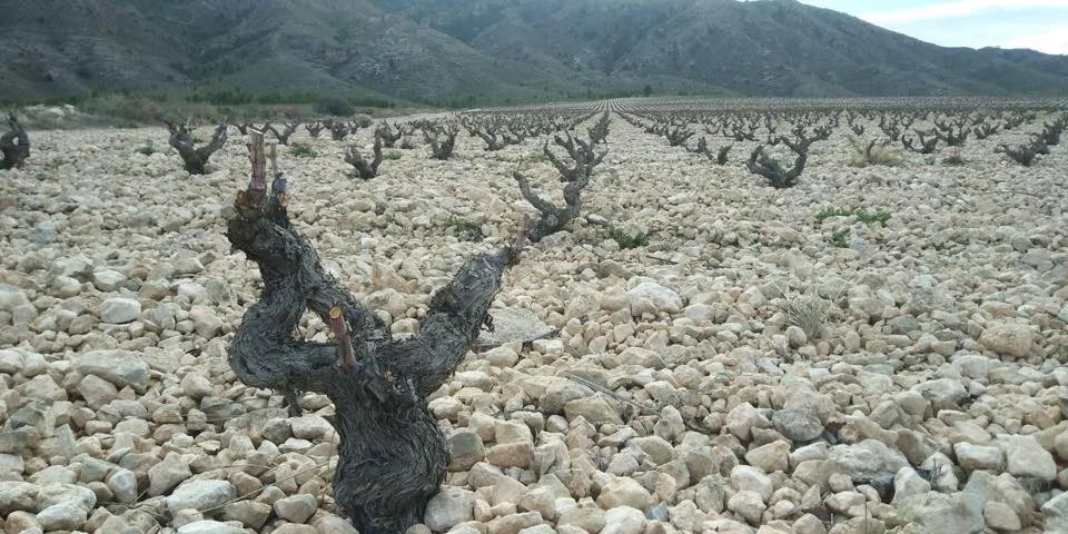 old-vines-bodegas-luzon-closeup.jpg