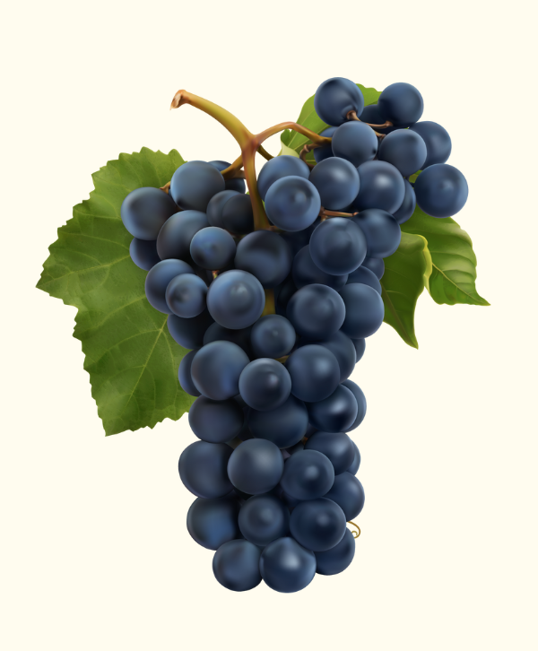 The Secret History of Cabernet Sauvignon...