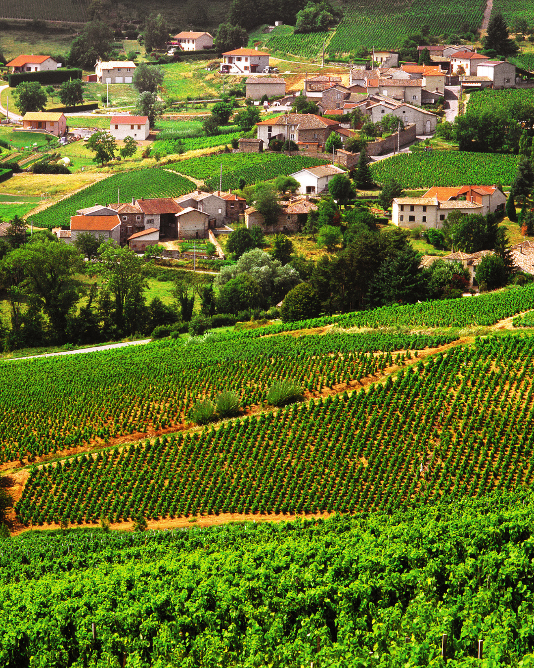 Friday Tasting: Biodynamic Beaujolais 
