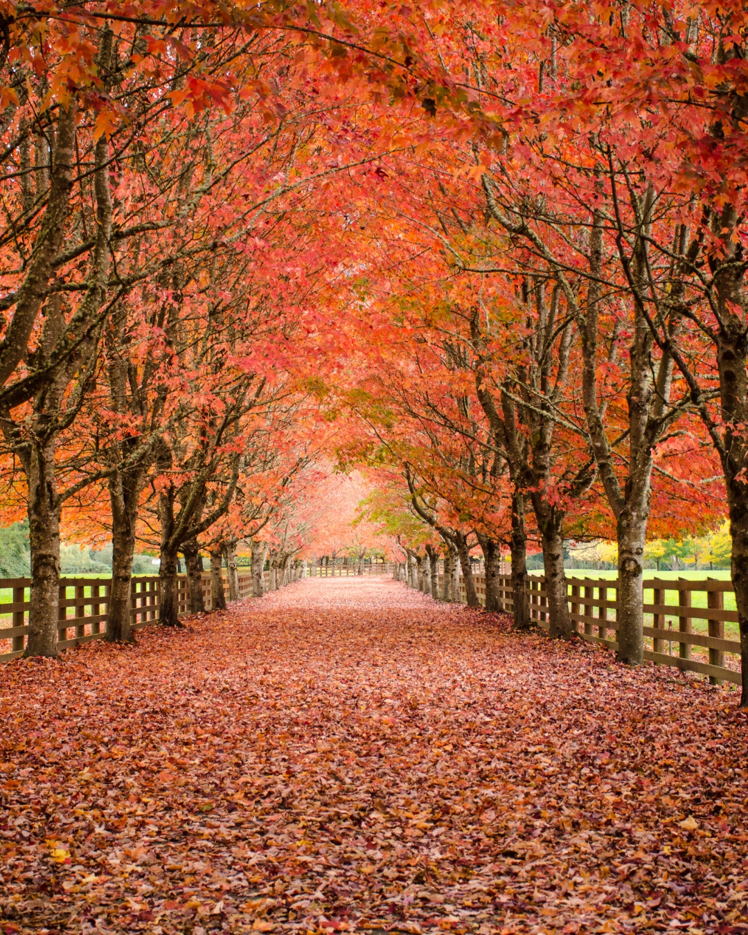 Wed Tasting: Fall Case Preview