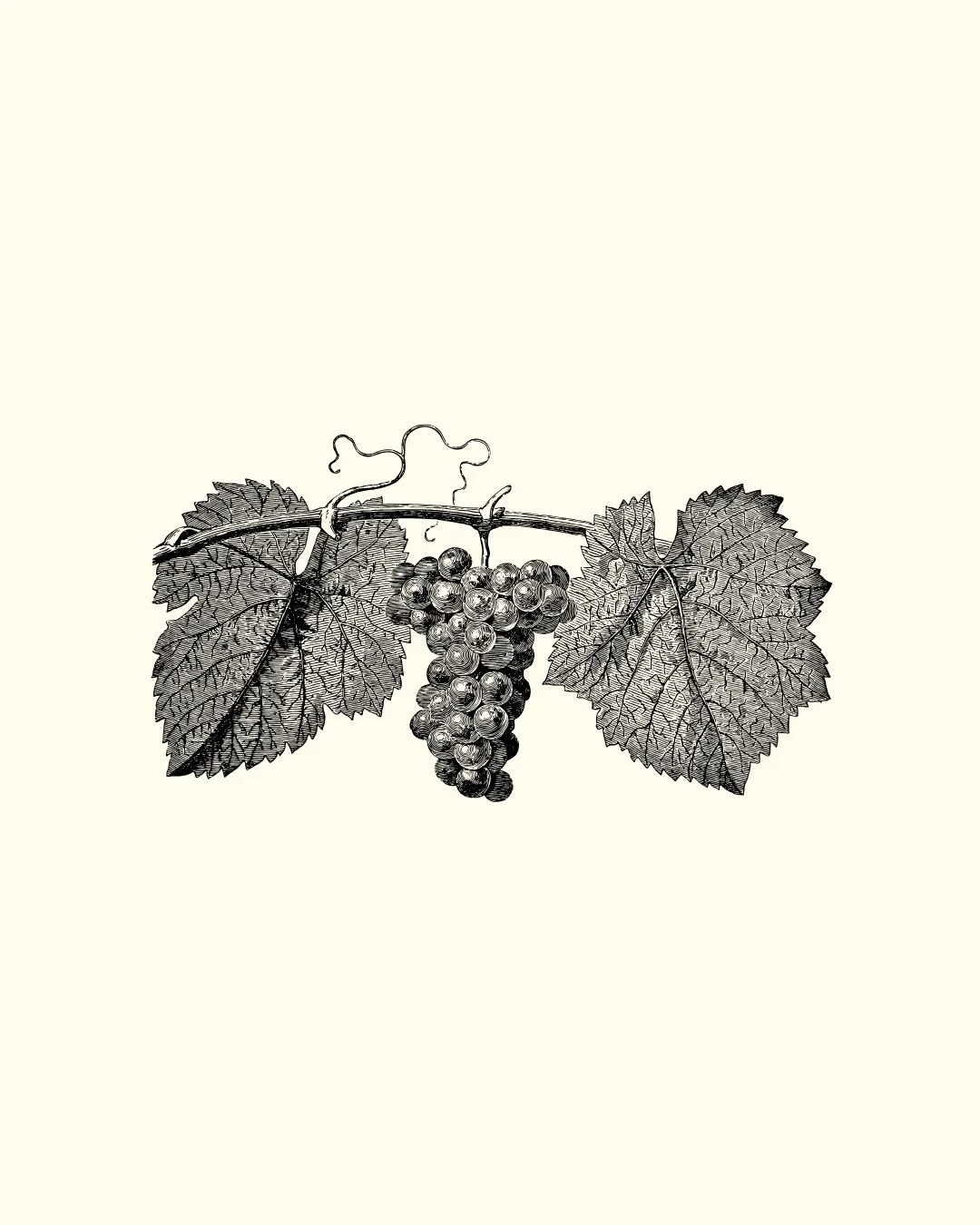 A Wine Tasting of Fine Brunellos 