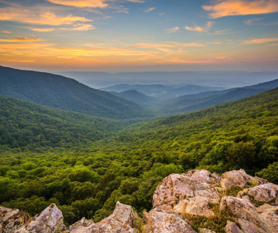 Wines of Virginia