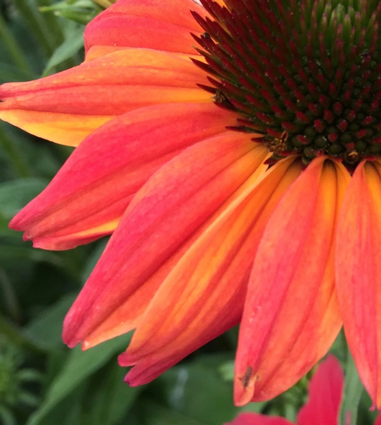 echinacea cheyenne spirit.jpg