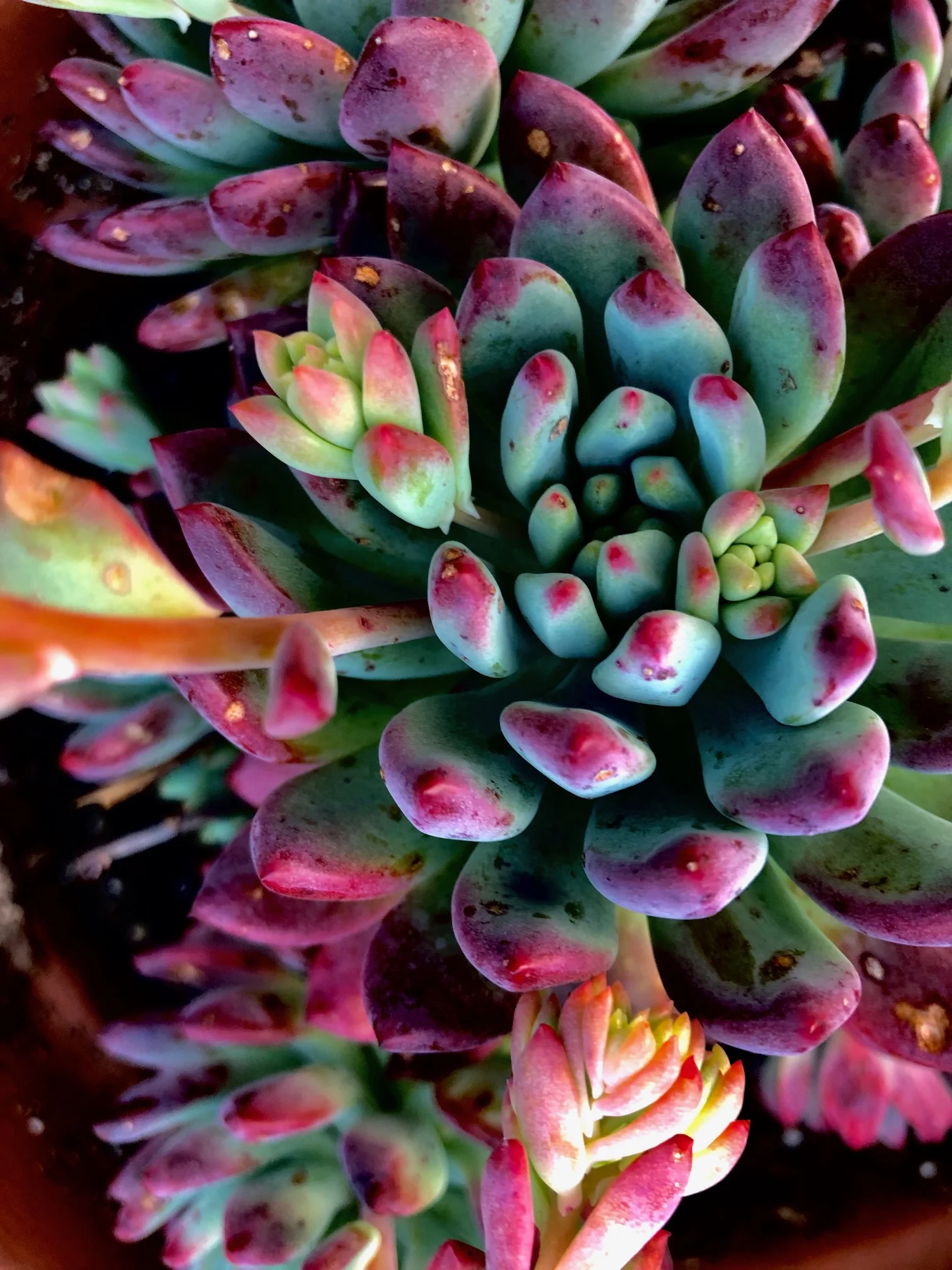 succulent.jpg