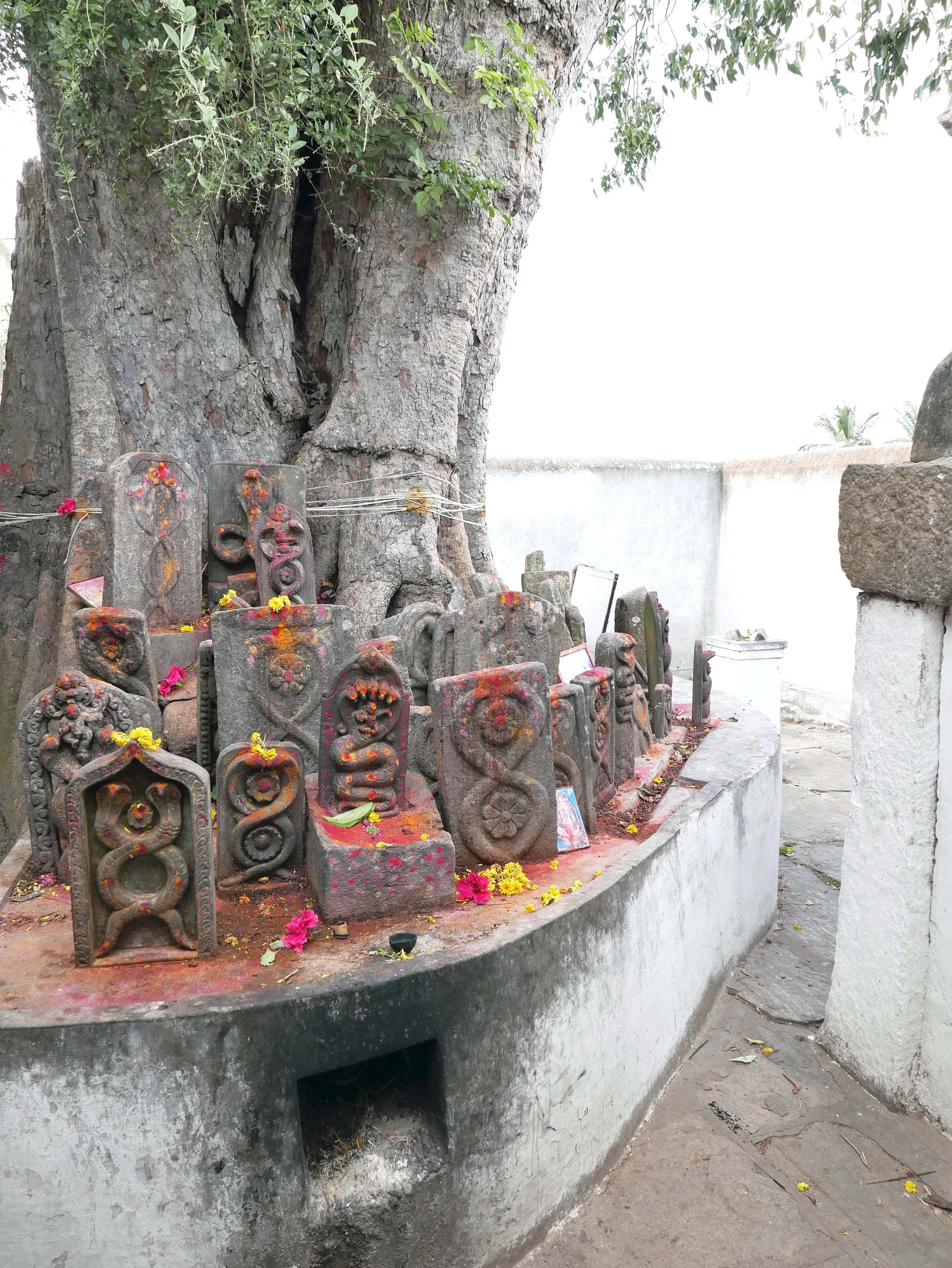naga+temple+tree.jpg