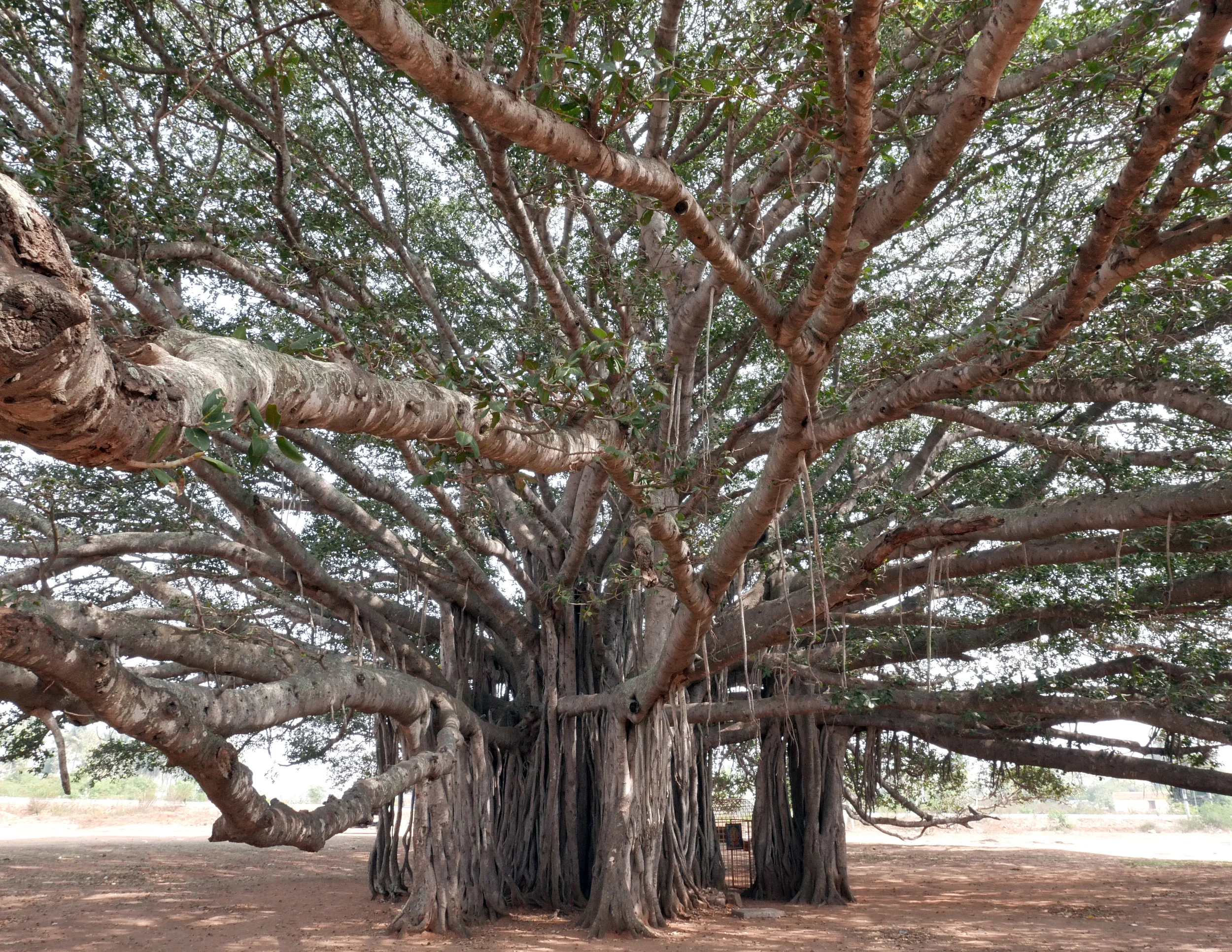 banyan+tree.jpg