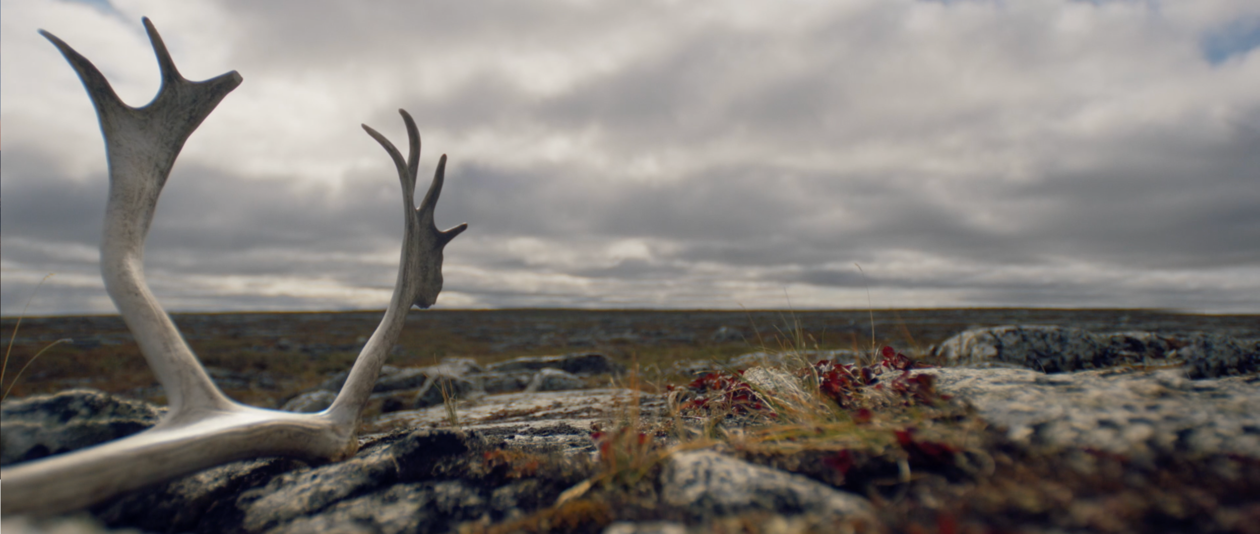 Screen Shot 2020-11-18 at 11.30.48 AM.png