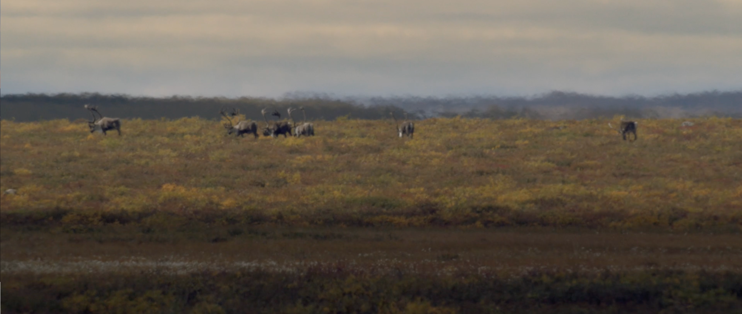 Screen Shot 2020-11-18 at 11.31.21 AM.png