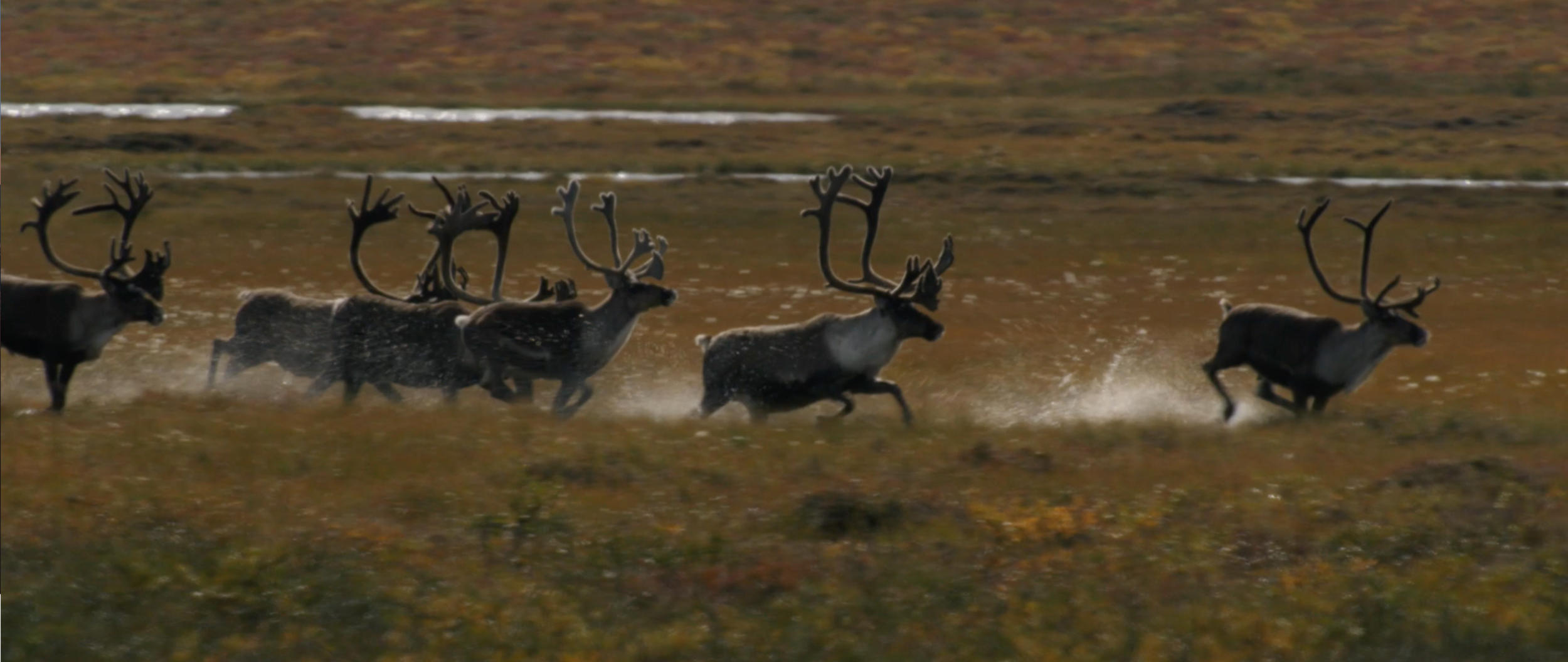 Screen Shot 2020-11-18 at 11.55.44 AM.png