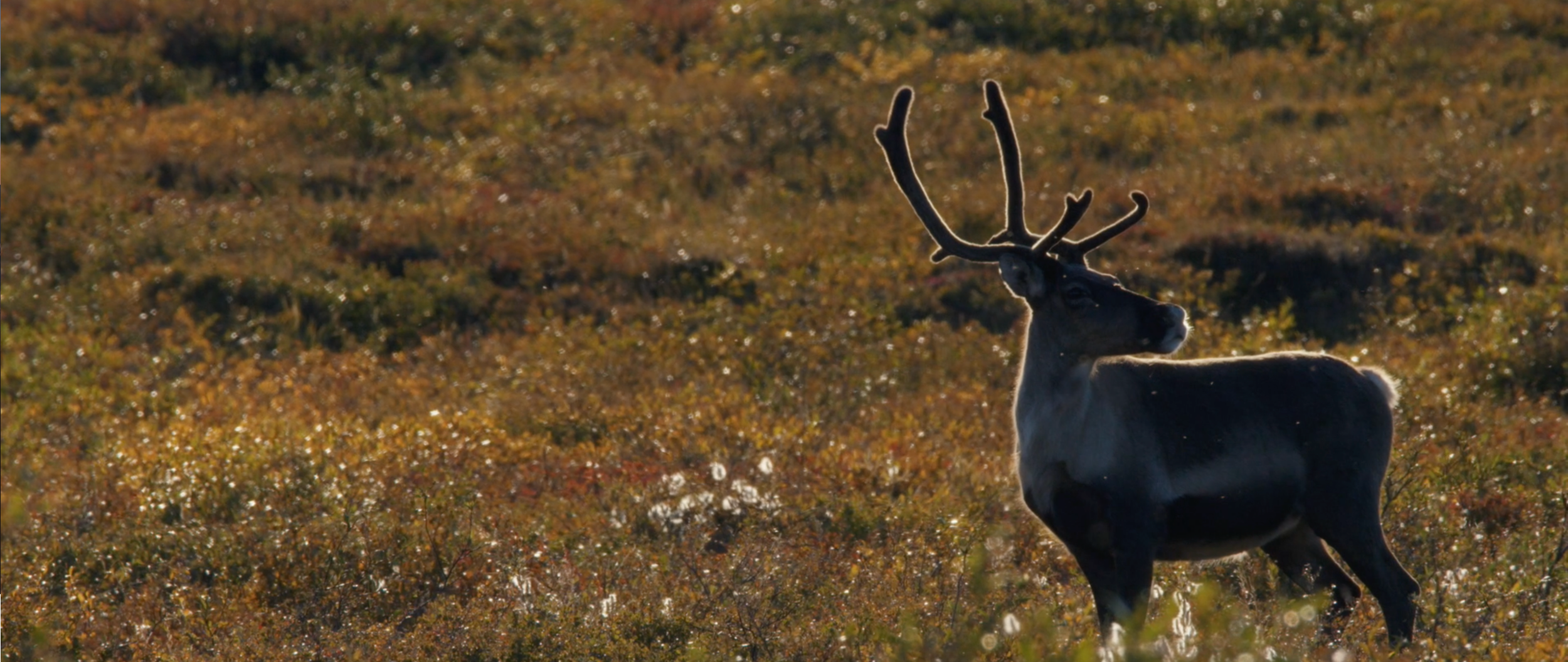 Screen Shot 2020-11-18 at 11.56.58 AM.png