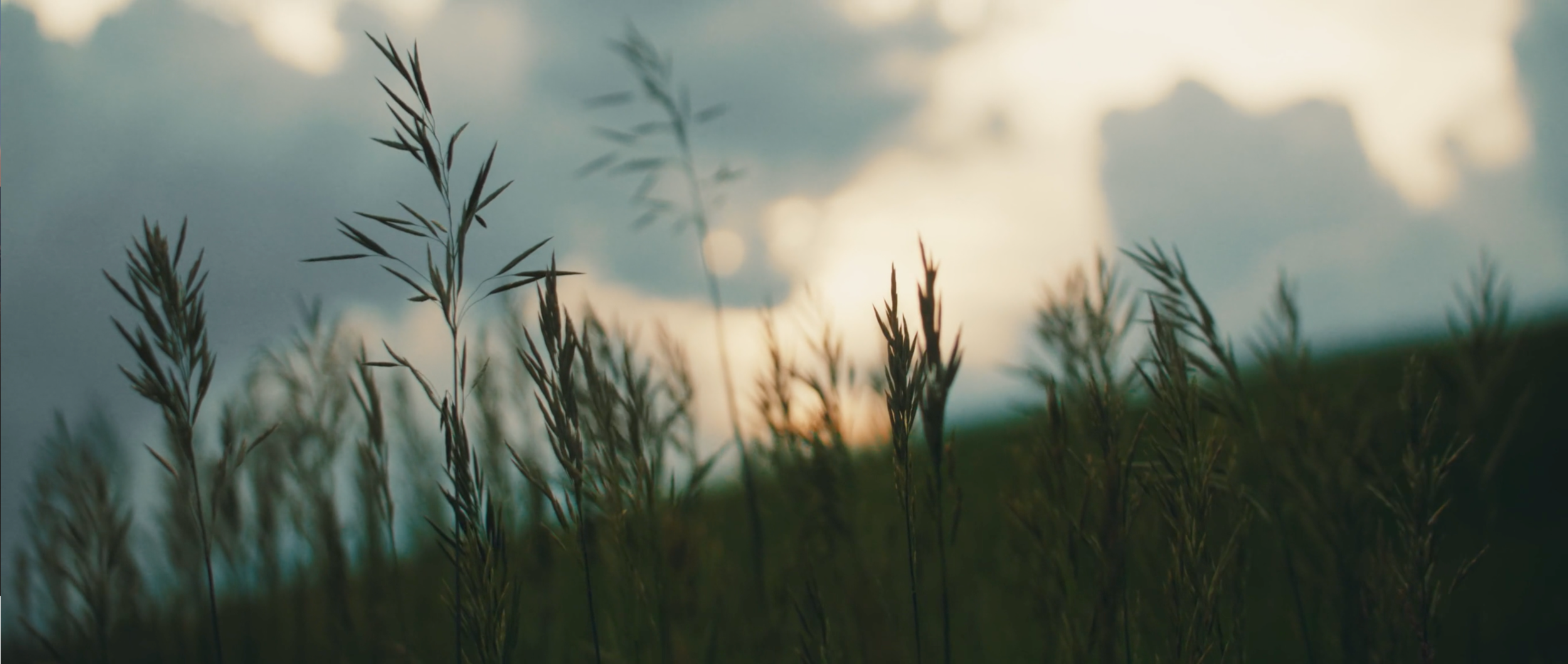 Screen Shot 2020-11-18 at 1.51.52 PM.png