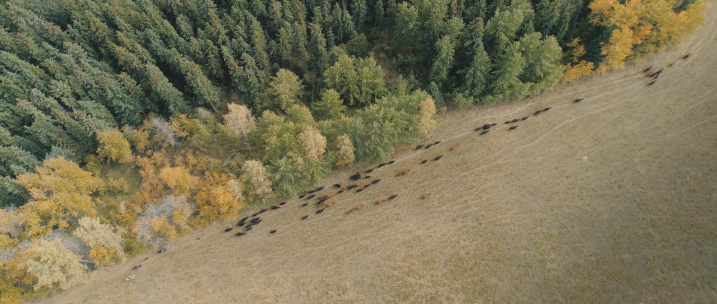 Screen Shot 2020-11-18 at 12.41.57 PM.png