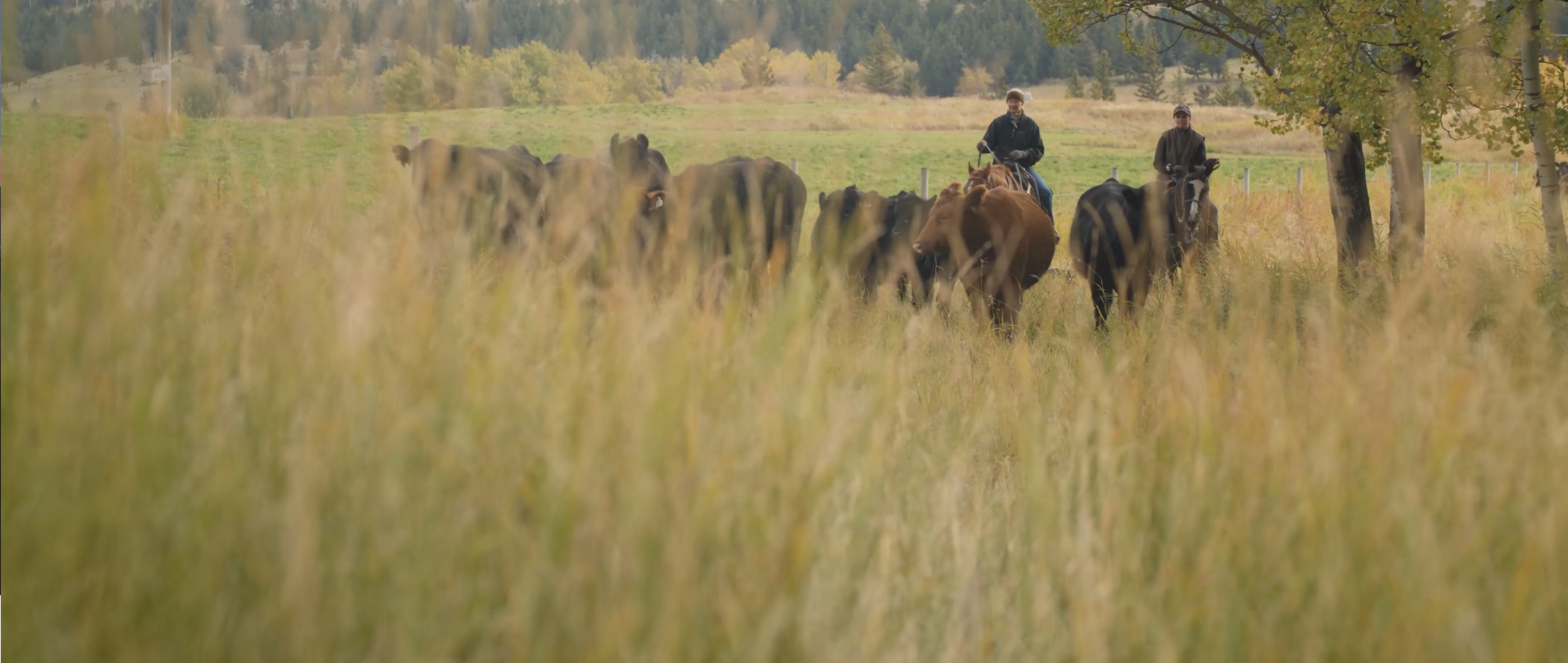 Screen Shot 2020-11-18 at 12.42.14 PM.png