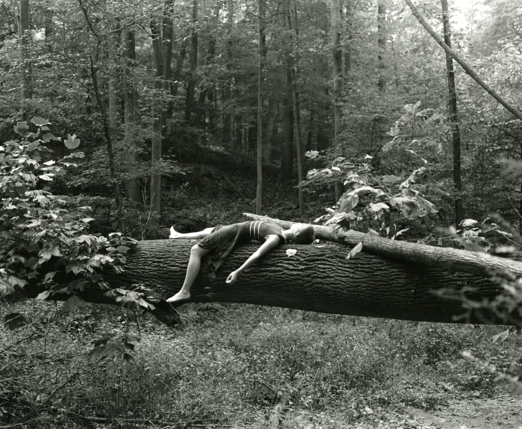 whimsy001 shrunk.jpeg