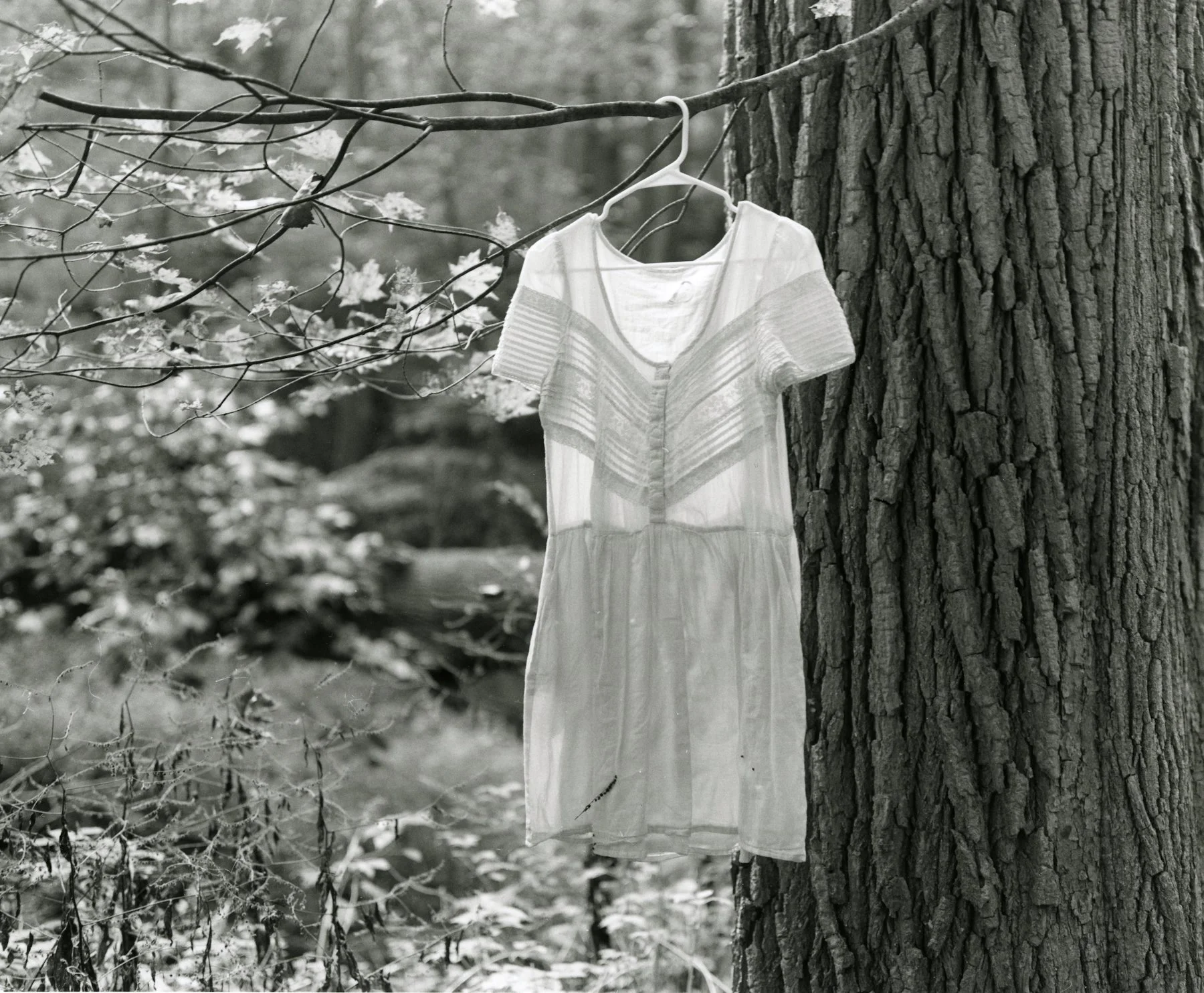 whimsy002 shrunk ss.jpeg