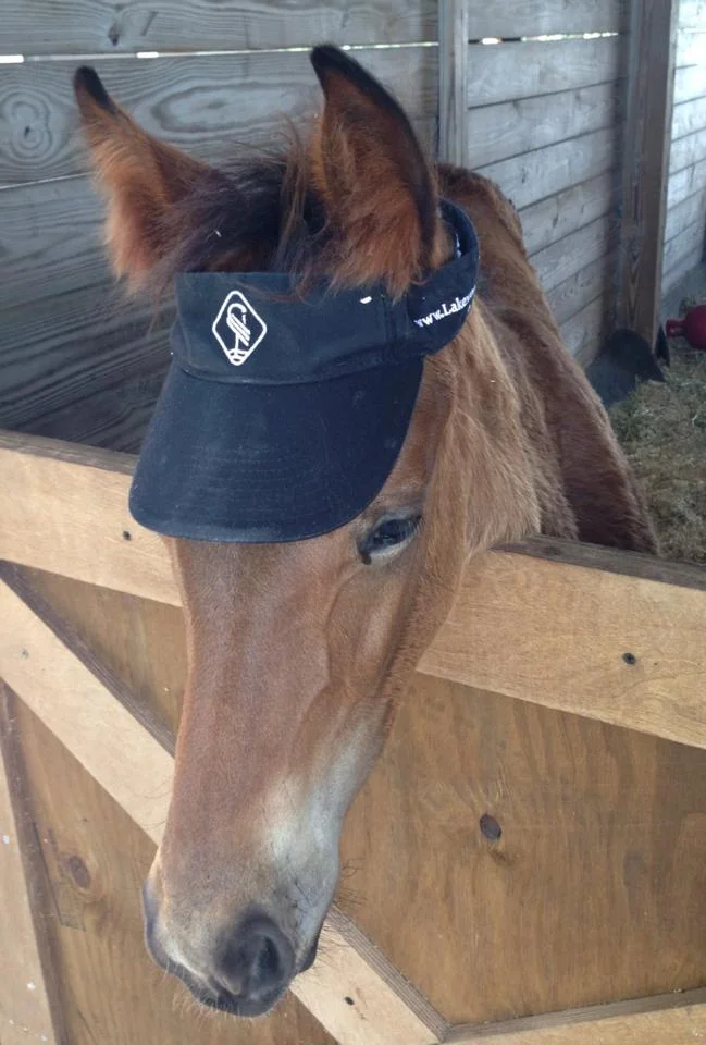 Ice Ice Baby in SMR Visor.jpg
