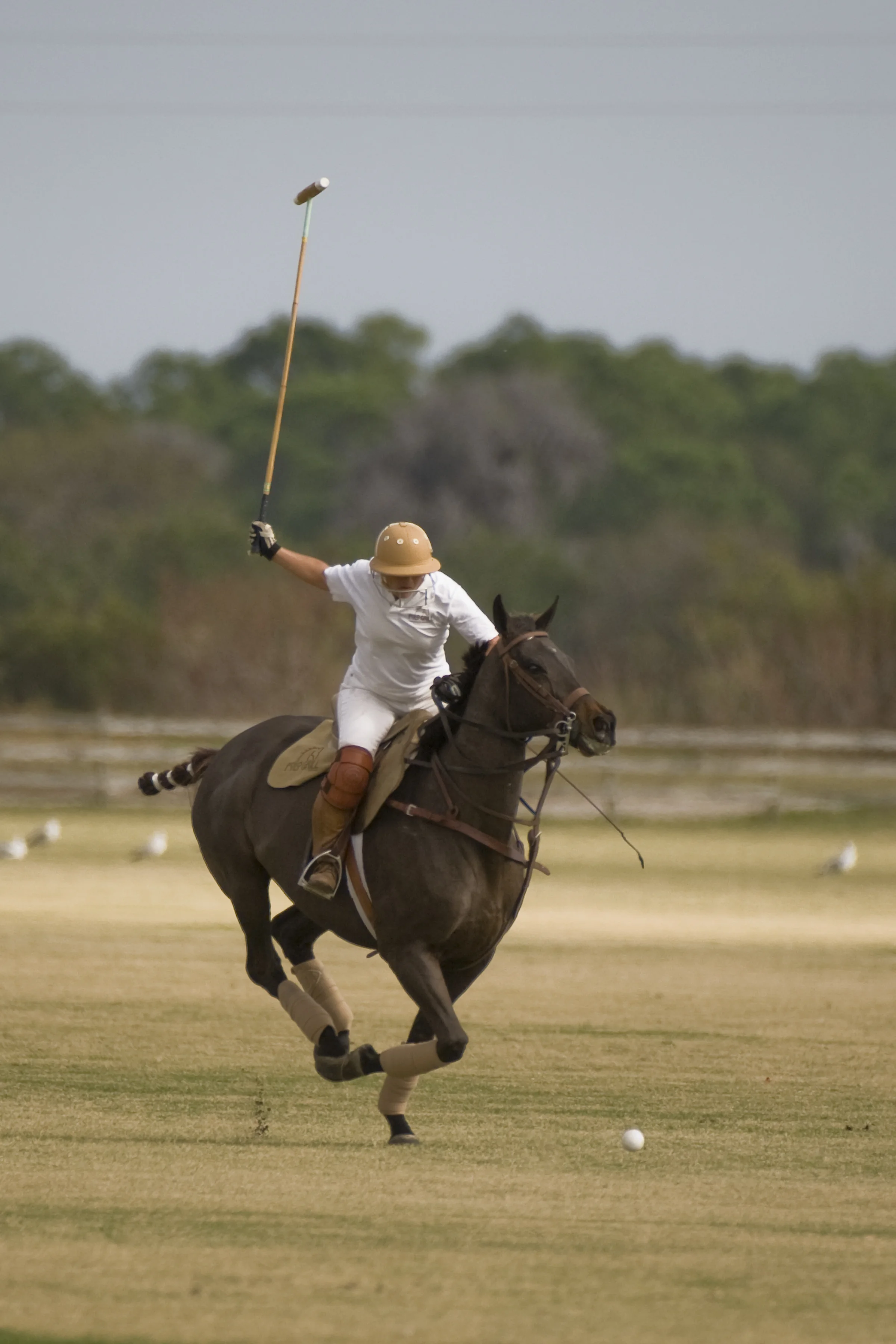 S-POLO_131.jpg