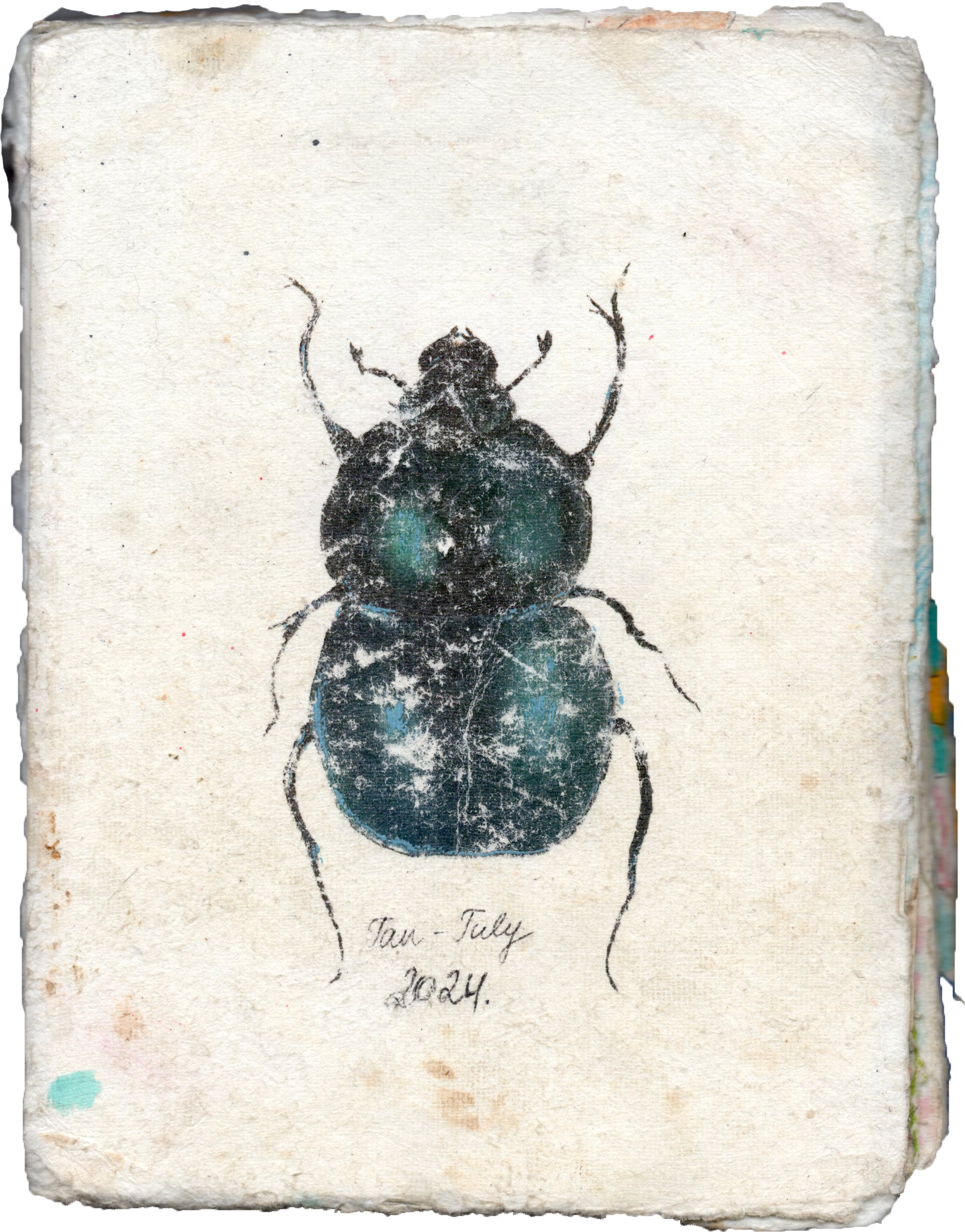 An illustration of two beetles stacked on top of each other on a vintage paper background. Handwritten notes below read 'Jan - July 2024.'